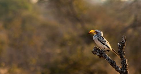 Bijzondere vogels Kruger NP